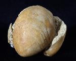 Terebratula ampulla (BROCCHI 1814) - Bild © FossNet FossilienStore